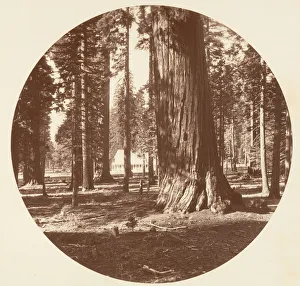 Carleton Emmons Collection: The Mammoth Grove Hotel from the Grove - Calaveras, ca. 1878