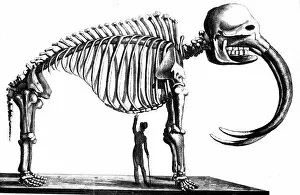 Mitchell Gallery: Mammoth skeleton, 1823