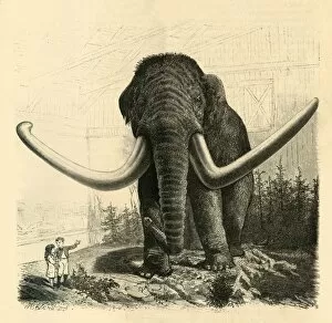 The Mammoth of St. Petersburg, 1883. Creator: Unknown