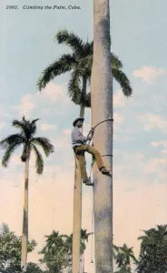 A man climbing a palm tree, Cuba, 1911