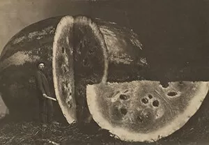 Man Cutting Watermelon, 1898-1903. Creator: Johnson