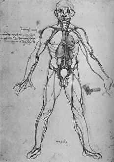 Man Drawn as an Anatomical Figure to Show the Heart, Lungs and Main Arteries, c1480 (1945). Artist: Leonardo da Vinci Man Drawn as an Anatomical Figure to Show the Heart, Lungs and Main Arteries, c1480 (1945). Artist: Leonardo da Vinci