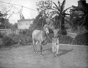 Images Dated 6th October 2007: Man with a horse, Alipore, India, 1905-1906. Artist: FL Peters