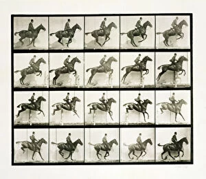 Images Dated 6th June 2018: Man and horse jumping a fence, 1887 Artist: Eadweard J Muybridge