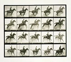 Innovation Prints: Man and horse jumping a fence, 1887 Artist: Eadweard J Muybridge