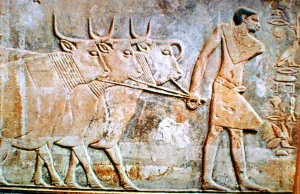 Man leading cattle, wall relief from the Tomb of Ptahhotep, Saqqara, Egypt Man leading cattle, wall relief from the Tomb of Ptahhotep, Saqqara, Egypt