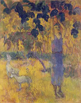 Purple Prints: Man Picking Fruit from a Tree, 1897. Creator: Paul Gauguin