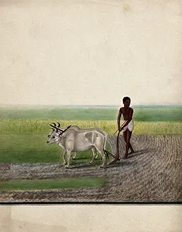 A man ploughing land with oxen, (between 1800 and 1899?). Creator: Unknown