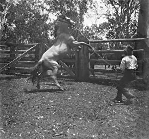 Wild Prints: Man with rearing horse, c1900s