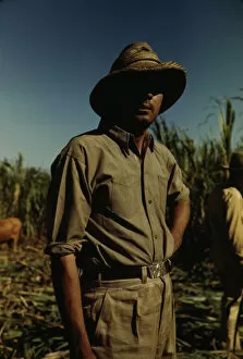 Man in a sugar cane field during harvest, Puerto Rico, 1942. Creator: Jack Delano