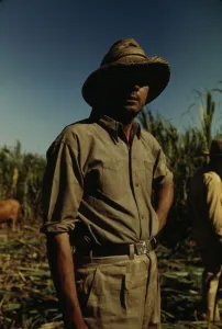 Sugarcane Prints: Man in a sugar cane field during harvest, Puerto Rico, 1942. Creator: Jack Delano