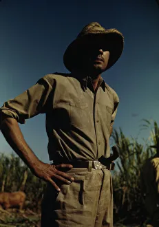 Sugarcane Prints: Man in a sugar-cane field during harvest