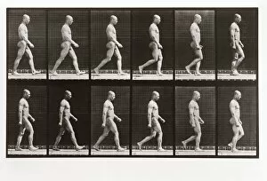Man walking, Plate 6 from Animal Locomotion, 1887 (photograph)