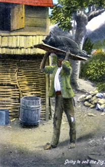 Jamaican Collection: A man on his way to market to sell a pig, Jamaica, c1900s