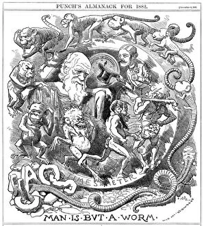 Man is but a Worm, cartoon from Punch showing evolution from worm to man, 1881