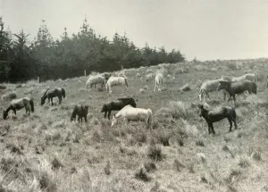 The Manchurian Ponies on Quail Island, Port Lyttelton, c1907, (1909)