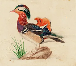 Mandarin Duck Prints: Mandarin Duck, Male. Creator: Ferdinand von Wright