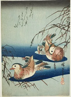 Mandarin ducks, n. d. Creator: Ando Hiroshige