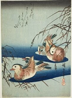 Waterfowl Collection: Mandarin ducks, n.d. Creator: Ando Hiroshige