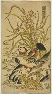 Waterfowl Collection: Mandarin Ducks, from the series 'Kashinsai', c. 1725 / 27