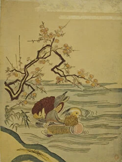 Images Dated 14th December 2021: Mandarin Ducks Swimming under Plum Branch, c. 1764 / 75. Creator: Isoda Koryusai