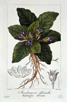 Roots Gallery: Mandrake: Mandragora officinarum, pub. 1836. Creator: Panacre Bessa (1772-1846)