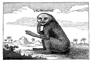 Darwin Prints: A Mandrill, 1744, (1863). Creator: Unknown