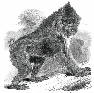 Baboon Prints: Mandrill Baboon in the Gardens of the Zoological Society