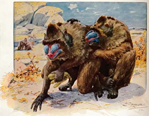 Crouching Prints: Mandrills, 1910, (1911). Artist: Louis Fairfax Muckley