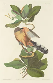 Cuckoo Prints: Mangrove Cuckoo, 1833. Creator: Robert Havell
