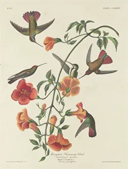 Hummingbird Prints: Mangrove Humming Bird, 1834. Creator: Robert Havell