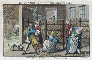 The Manner of Feeding Silkworms, 1753. Artist: Benjamin Cole