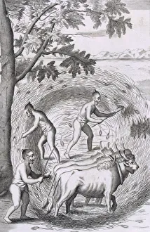 The manner of treading out their rice, pub. 1681. Creator: Robert Knox (1641-1720) The manner of treading out their rice, pub. 1681. Creator: Robert Knox (1641-1720)