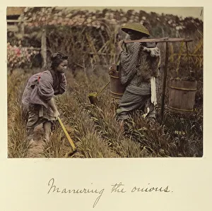 Hoeing Prints: Manuring the onions, about 1873-1883. Creator: Shinichi Suzuki I