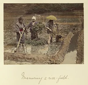 Irrigation Prints: Manuring a rice-field, about 1873-1883. Creator: Shinichi Suzuki I