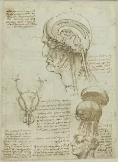 Brown Indian Ink On Paper Gallery: A manuscript sheet with anatomical drawings and notes, 1506-1508. Creator: Leonardo da Vinci