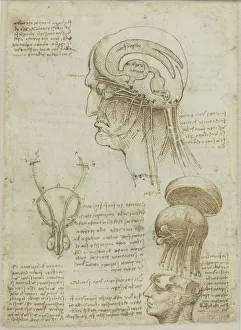 Anatomy Prints: A manuscript sheet with anatomical drawings and notes