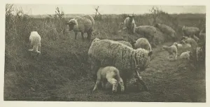 A March Pastoral (Suffolk), c. 1883/87, printed 1888. Creator: Peter Henry Emerson A March Pastoral (Suffolk), c. 1883/87, printed 1888. Creator: Peter Henry Emerson