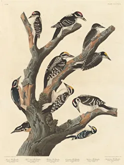 Woodpecker Prints: Marias Woodpecker, 1838. Creator: Robert Havell