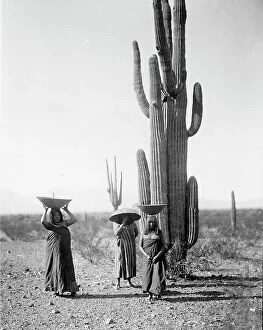 Carrying On Head Collection: Maricopa women gathering fruit from Saguaro cacti, 1907, c1907. Creator: Edward Sheriff Curtis