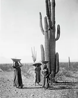 Maricopa women gathering fruit from Saguaro cacti, 1907, c1907. Creator: Edward Sheriff Curtis