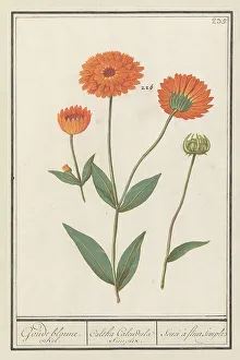 Marigold (Calendula), 1596-1610. Creators: Anselmus de Boodt, Elias Verhulst