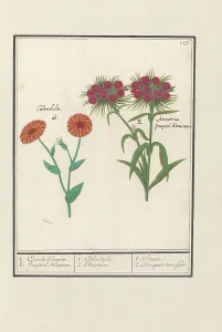 Deck Paint Prints: Marigold (Calendula) and Sweet William (Dianthus barbatus)