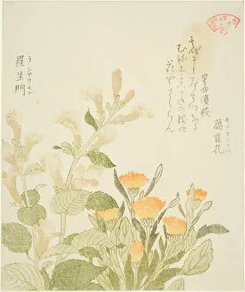 Marigold (Kinsenka) and Rashomon Flowers, from the series 'Collection of Plants for the... 1810s