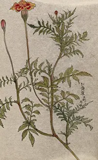 Skin Disease Prints: A marigold (Tagetes species): flowering stem. Creator: Unknown
