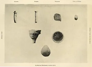 Marine Prints: Marine Organisms, (Magnification 1 1 / 2), c1908, (1909)