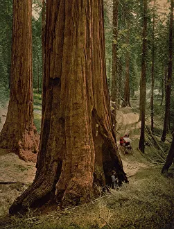 Enormous Prints: Mariposa Grove of big trees. Three graces