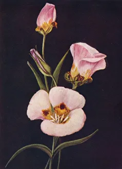 Mariposa Tulip, c1915, (1915). Artist: Emma Graham Clock