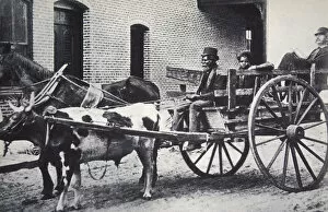Negro Collection: Mark Twain, American author, in the back of a horse and ox drawn cart, c1900. Artist