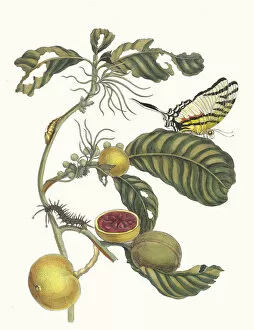 Botanical Illustration Gallery: Marmelade doosjes Boom. From the Book Metamorphosis insectorum Surinamensium, 1705